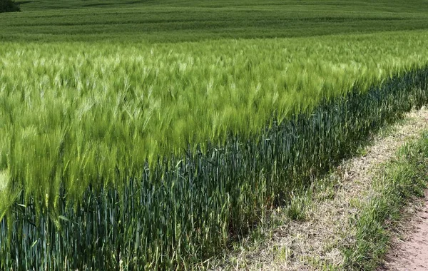 Красива Крупним Планом Сільськогосподарське Пшеничне Посівне Поле Рухається Вітрі — стокове фото
