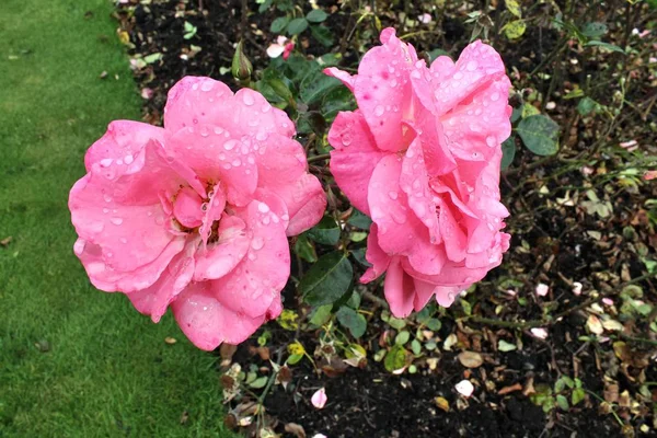 Schöne Und Farbenfrohe Rosen Blühen Aus Nächster Nähe — Stockfoto