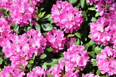 Bir Alman bahçesinde güzel ve renkli bahar ve yaz çiçekleri