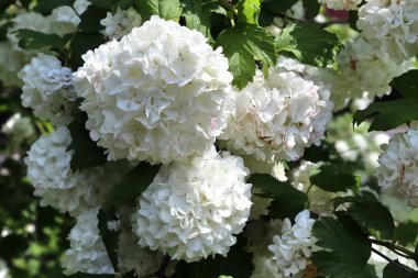 Bir Alman bahçesinde güzel ve renkli bahar ve yaz çiçekleri