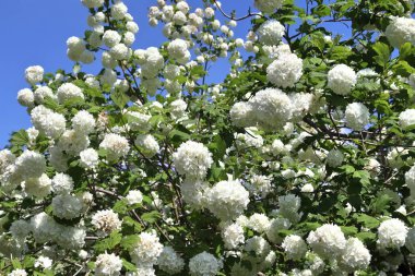 Bir Alman bahçesinde güzel ve renkli bahar ve yaz çiçekleri