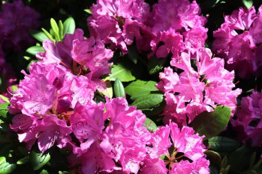 Bir Alman bahçesinde güzel ve renkli bahar ve yaz çiçekleri