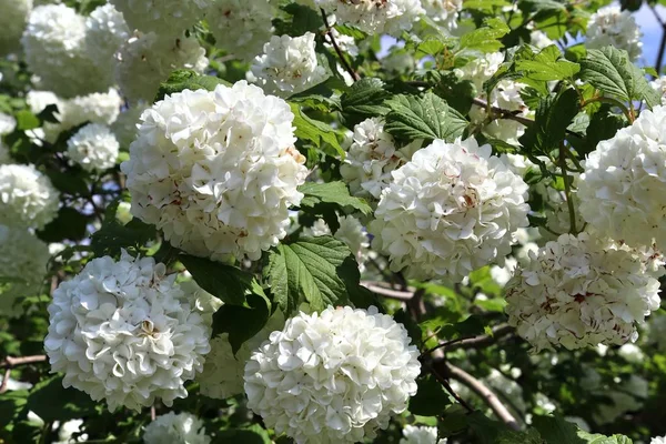 Hermosas Coloridas Flores Primavera Verano Jardín Alemán —  Fotos de Stock