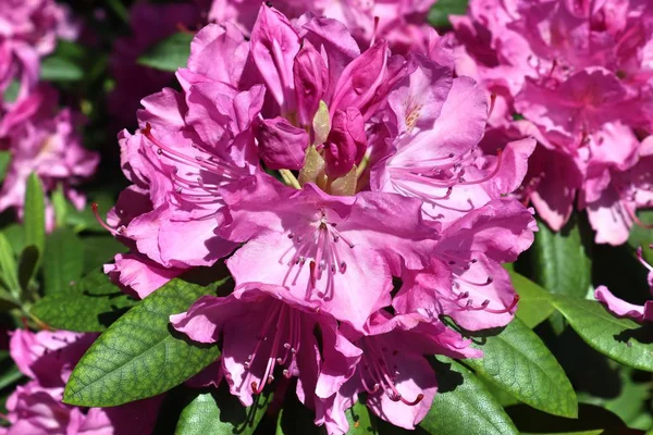 Vackra Och Färgglada Vår Och Sommarblommor Tysk Trädgård — Stockfoto