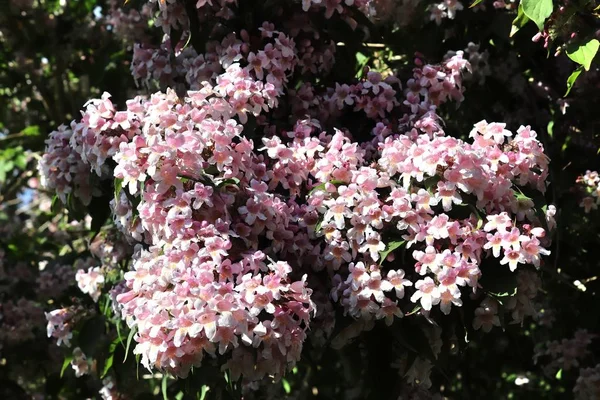 Belles Colorées Fleurs Printemps Été Dans Jardin Allemand — Photo
