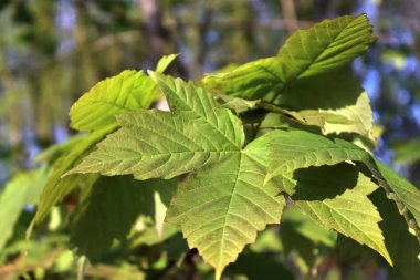 İlkbaharda farklı ağaçlarda doğal ve taze yeşil yapraklar