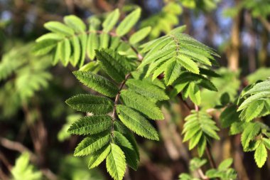 İlkbaharda farklı ağaçlarda doğal ve taze yeşil yapraklar