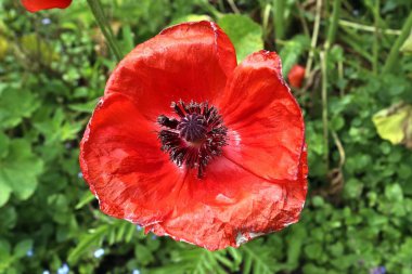 Güzel kırmızı gelincik çiçekleri yeşil bir bahçede bulundu.