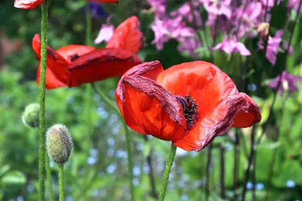 緑の庭にある太陽の下で美しい赤いケシの花 — ストック写真