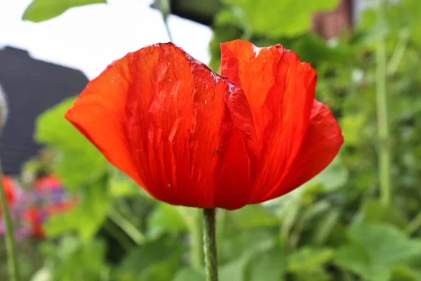 Beautiful Red Poppy Flowers Sun Found Green Garden — Stock Photo, Image