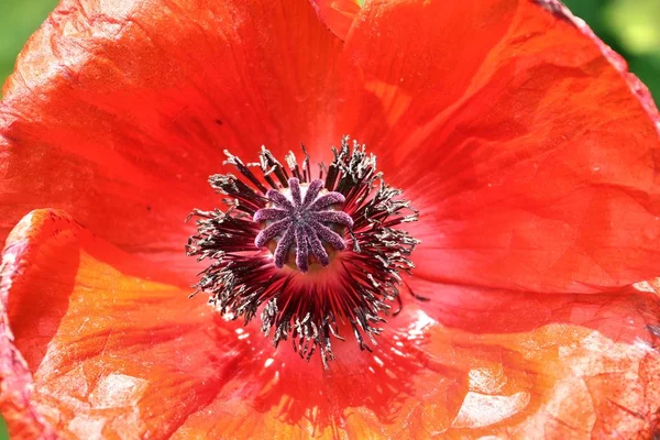 Güzel kırmızı gelincik çiçekleri yeşil bir bahçede bulundu.