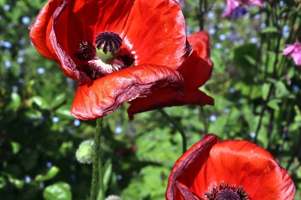 Lindas Flores Vermelhas Papoula Sol Encontradas Jardim Verde — Fotografia de Stock