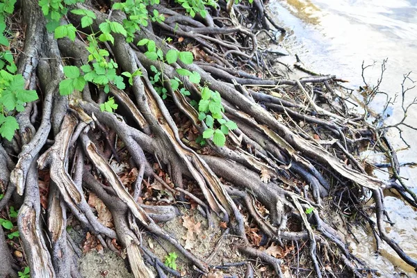 Detailed Surface Views Different Forest Grounds Leaves Branches Nuts High — Stock Photo, Image