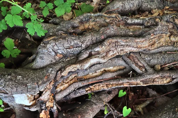 Detaillierte Oberflächenansichten Auf Verschiedenen Waldflächen Mit Blättern Ästen Und Nüssen — Stockfoto