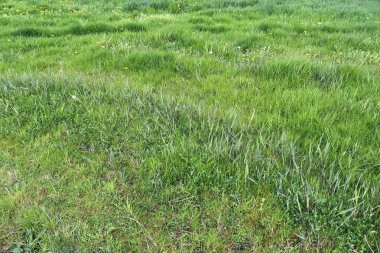 Yaz aylarında alınan bazı küçük çiçekler ile yeşil çim ve çayırlarda detaylı yakın görünüm