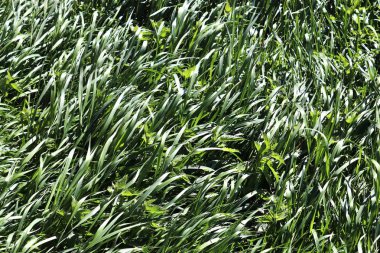 Yaz aylarında alınan bazı küçük çiçekler ile yeşil çim ve çayırlarda detaylı yakın görünüm