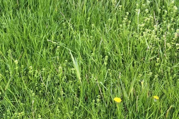 绿草和草地的详细特写视图 夏季拍摄一些小花 — 图库照片