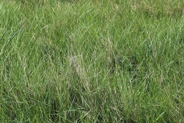 Vue Rapprochée Détaillée Sur Herbe Verte Les Prairies Avec Quelques — Photo