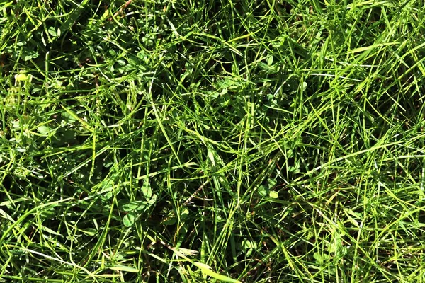 Rincian Close View Pada Rumput Hijau Dan Padang Rumput Dengan — Stok Foto