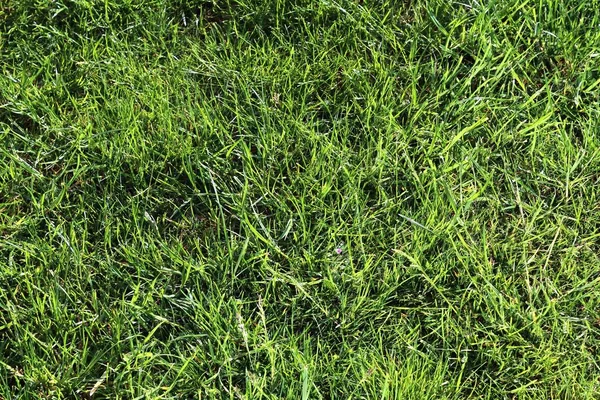 Vue Rapprochée Détaillée Sur Herbe Verte Les Prairies Avec Quelques — Photo