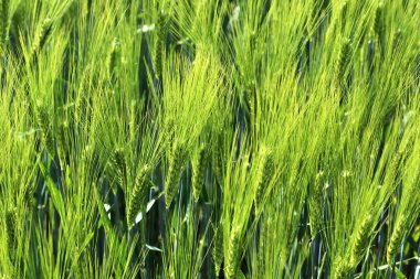 Yüksek çözünürlükte güneşli bir günde büyüyen tarımsal mahsul alanlarının detaylı görünümü