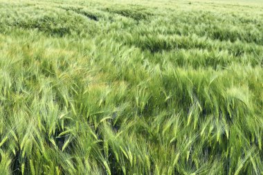 Yüksek çözünürlükte güneşli bir günde büyüyen tarımsal mahsul alanlarının detaylı görünümü