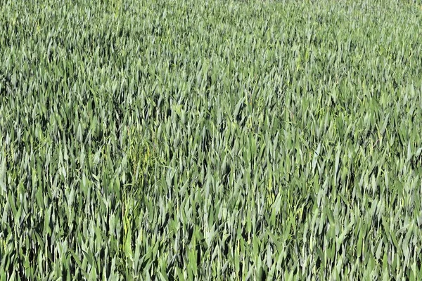 Detaljerad Syn Jordbruks Grödor Fält Växer Solig Dag Hög Upplösning — Stockfoto