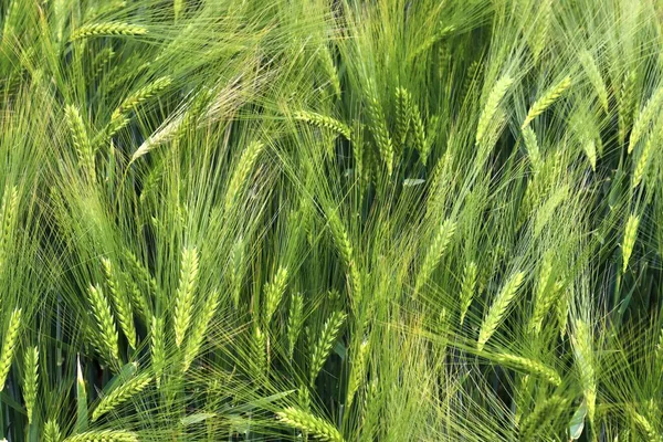 Vista Detallada Los Campos Cultivo Agrícola Que Crecen Día Soleado — Foto de Stock