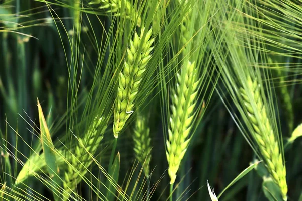 Vista Detallada Los Campos Cultivo Agrícola Que Crecen Día Soleado — Foto de Stock