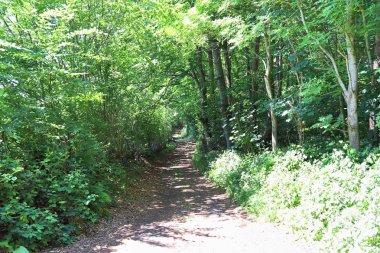 Ağaçlar aracılığıyla parlayan bazı güzel güneş ışığı ile Nothern Avrupa 'nın yeşil ormanlar içine güzel manzaralar