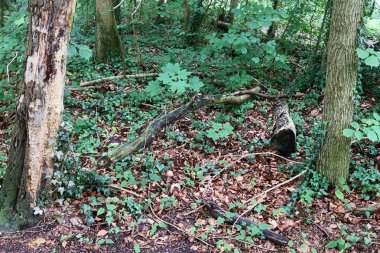 Ağaçlar aracılığıyla parlayan bazı güzel güneş ışığı ile Nothern Avrupa 'nın yeşil ormanlar içine güzel manzaralar