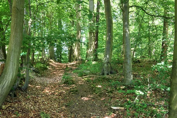 Prachtig Uitzicht Groene Bossen Van Noord Europa Met Een Aantal — Stockfoto