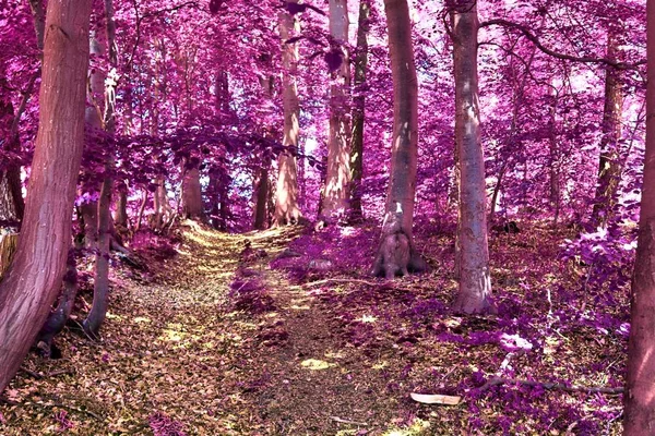 Nádherný Pohled Infračervený Výhled Záhadného Purpurového Lesa — Stock fotografie