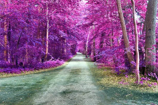 Mooie Fantasy Infrarood Uitzicht Een Mysterie Purple Forest — Stockfoto