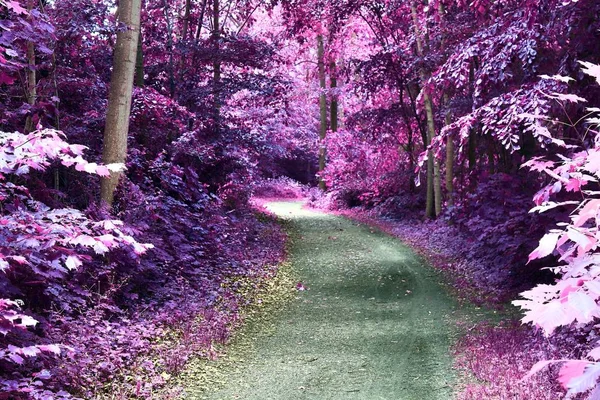 Belles Vues Infrarouges Fantaisie Dans Une Forêt Pourpre Mystère — Photo