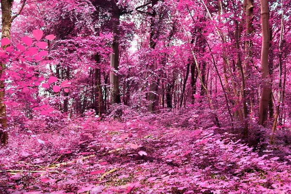 Piękne Fantasy Podczerwone Widoki Tajemniczym Purpurowym Lesie — Zdjęcie stockowe