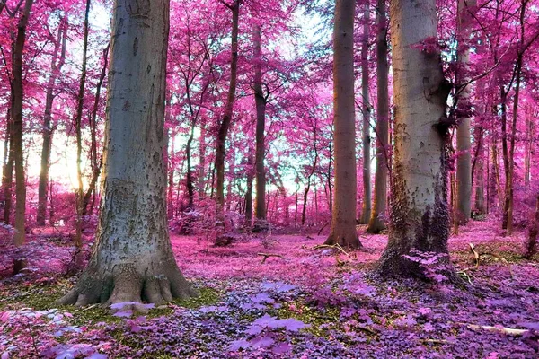 Mooie Fantasy Infrarood Uitzicht Een Mysterie Purple Forest — Stockfoto