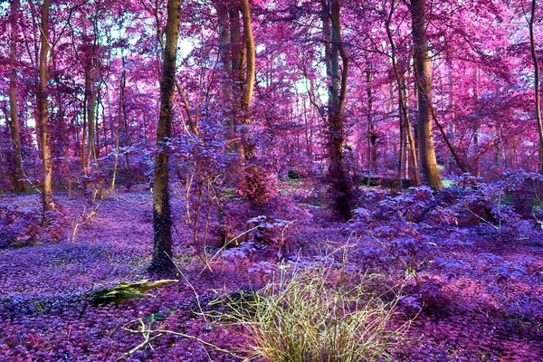 Hermosas Vistas Infrarrojas Fantasía Bosque Púrpura Misterio —  Fotos de Stock