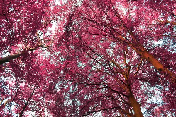 Bela Fantasia Vistas Infravermelhas Uma Floresta Roxa Mistério — Fotografia de Stock