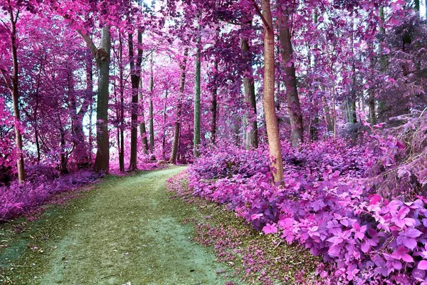 Belles Vues Infrarouges Fantaisie Dans Une Forêt Pourpre Mystère — Photo