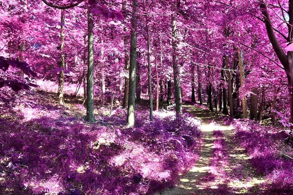 Piękne Fantasy Podczerwone Widoki Tajemniczym Purpurowym Lesie — Zdjęcie stockowe