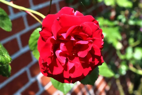 五颜六色的玫瑰花在高细节特写视图 — 图库照片