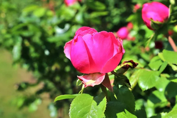 Colorato Fiore Rosa Alto Dettaglio Vista Vicino — Foto Stock