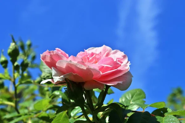 五颜六色的玫瑰花在高细节特写视图 — 图库照片