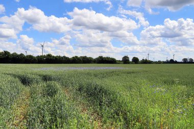 Mavi bir gökyüzü ve bazı bulutlar ile güneşli bir günde bir tarım ürün alanında güzel bir görünüm