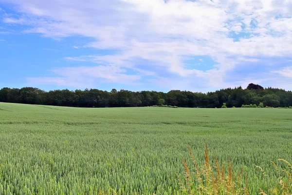 Hermosa Vista Sobre Campo Agrícola Día Soleado Con Cielo Azul — Foto de Stock