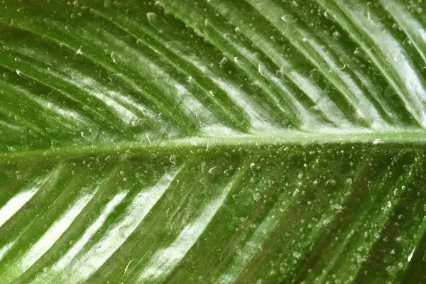 Vue Rapprochée Sur Des Feuilles Plantes Vertes Fraîches Trouvées Dans — Photo