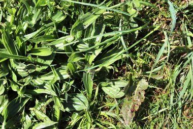 Kuzey Avrupa'daki bir ormanda bulunan taze yeşil bitki yapraklarına yakından bak.
