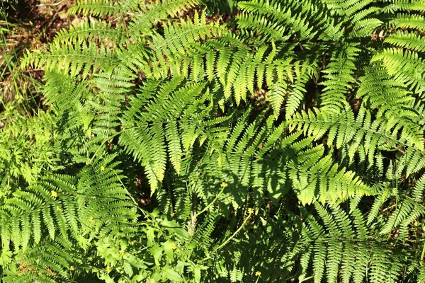 Vista Cerca Las Hojas Plantas Verdes Frescas Que Encuentran Bosque —  Fotos de Stock