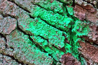 Meşe ve diğer ağaçların güzel ayrıntılı ağaç kabuğu görünümüne yakın